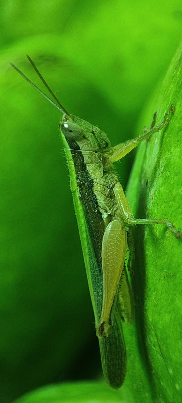Oxya yezoensis (Grasshopper)