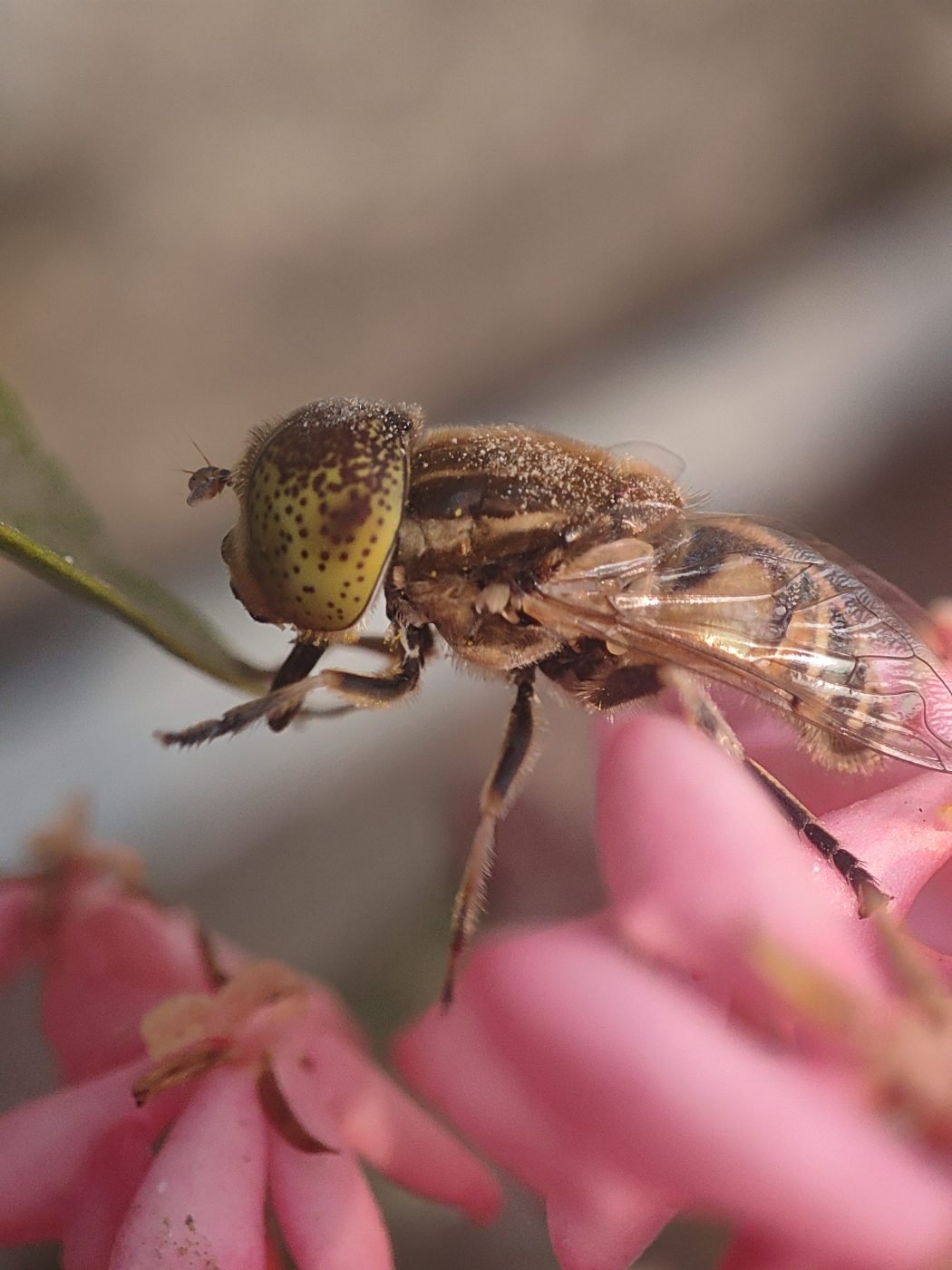flower fly