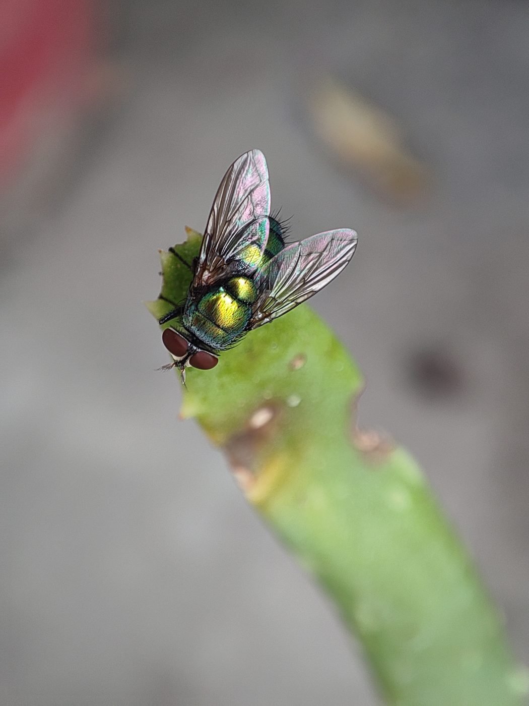 Precision photography by Aradhya Gupta