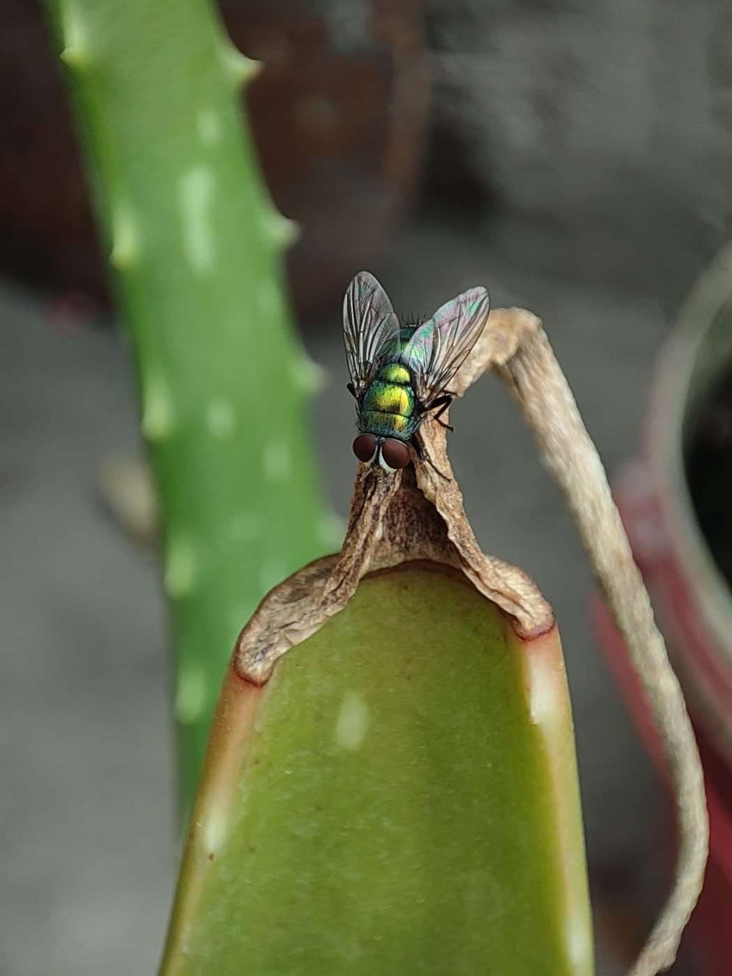 Precision photography by Aradhya Gupta