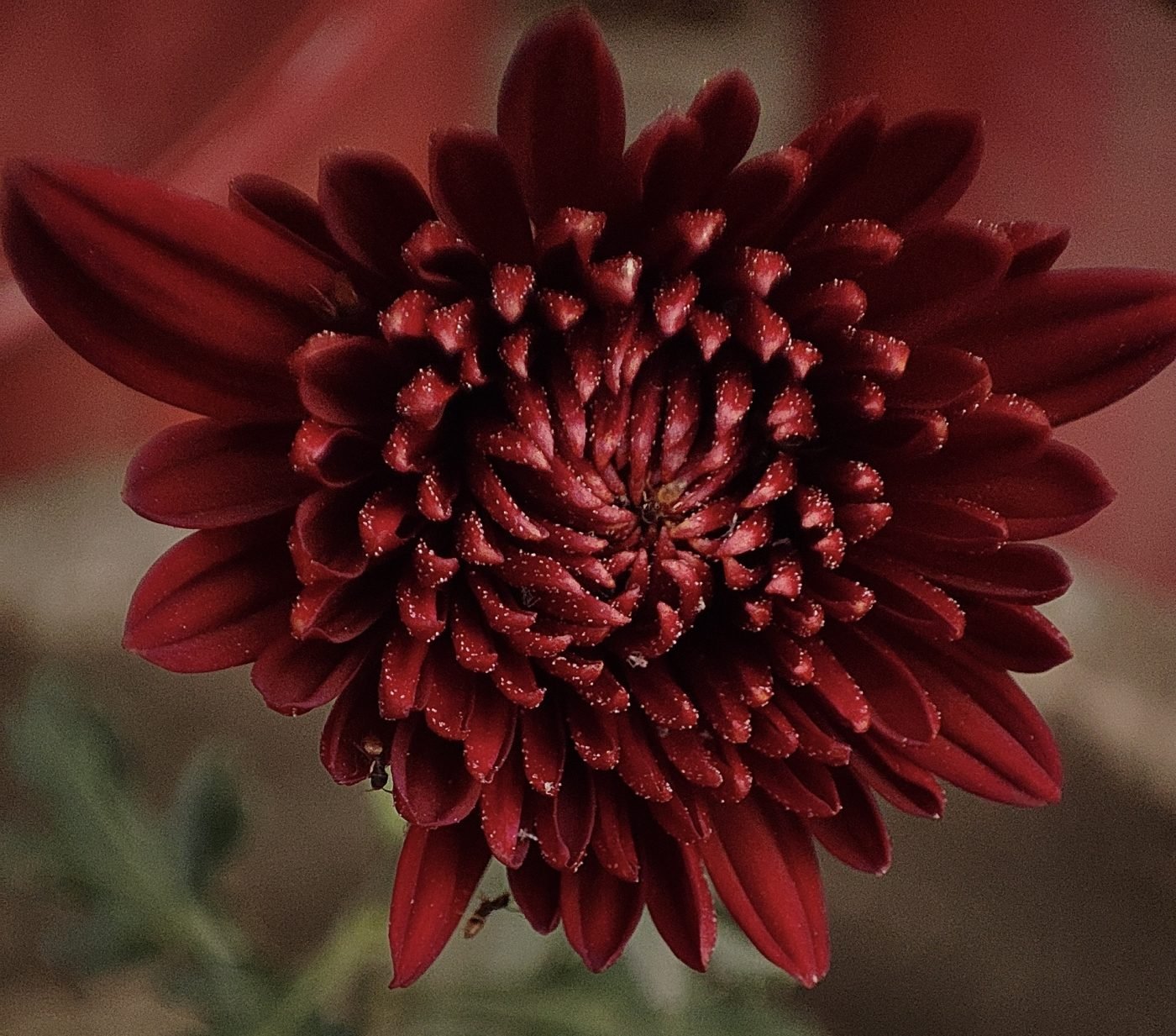 Precision photography by Aradhya Gupta