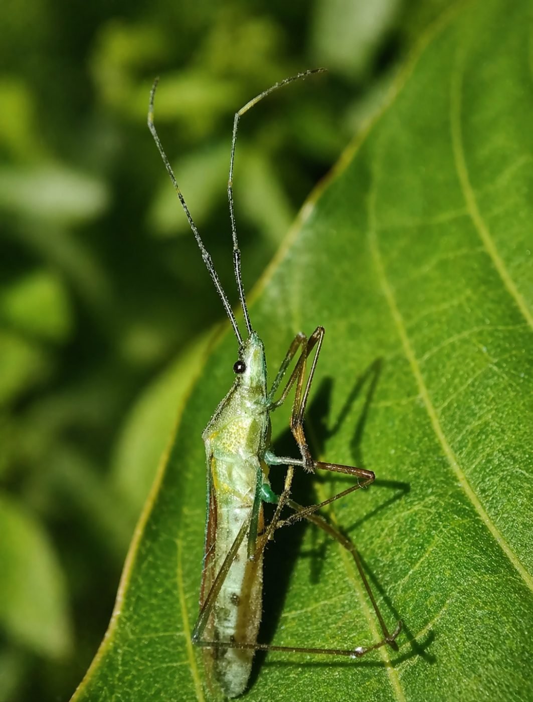 Leptocorisa acuta (Rice bug)