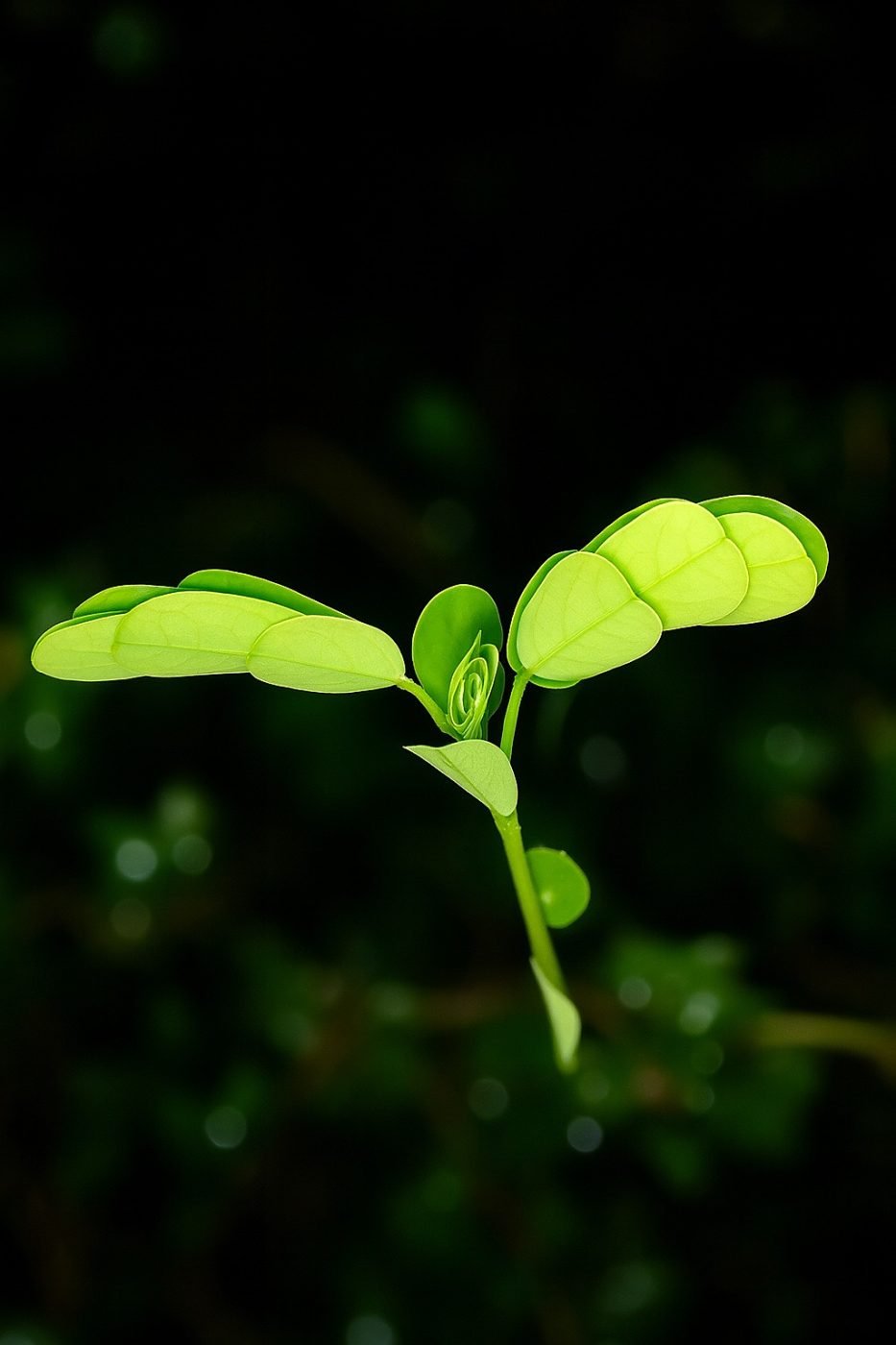 Breynia retusa (Cup Saucer Plant)