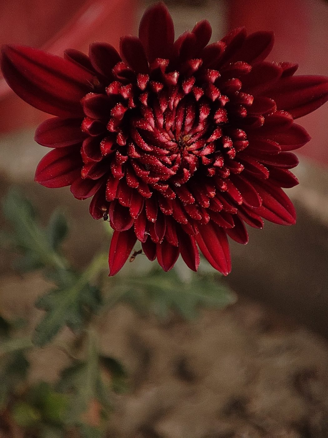 Precision photography by Aradhya Gupta