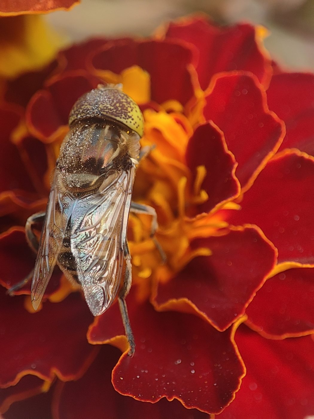 flower fly