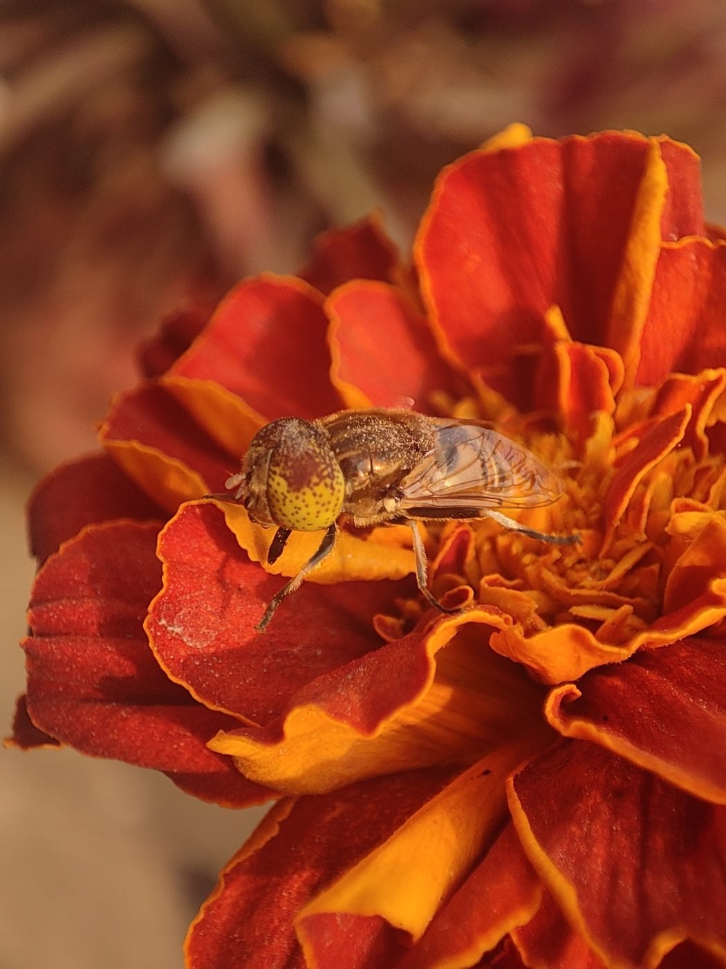 flower fly