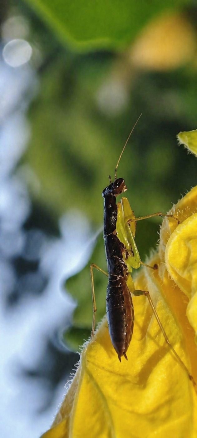 Asian ant mantis