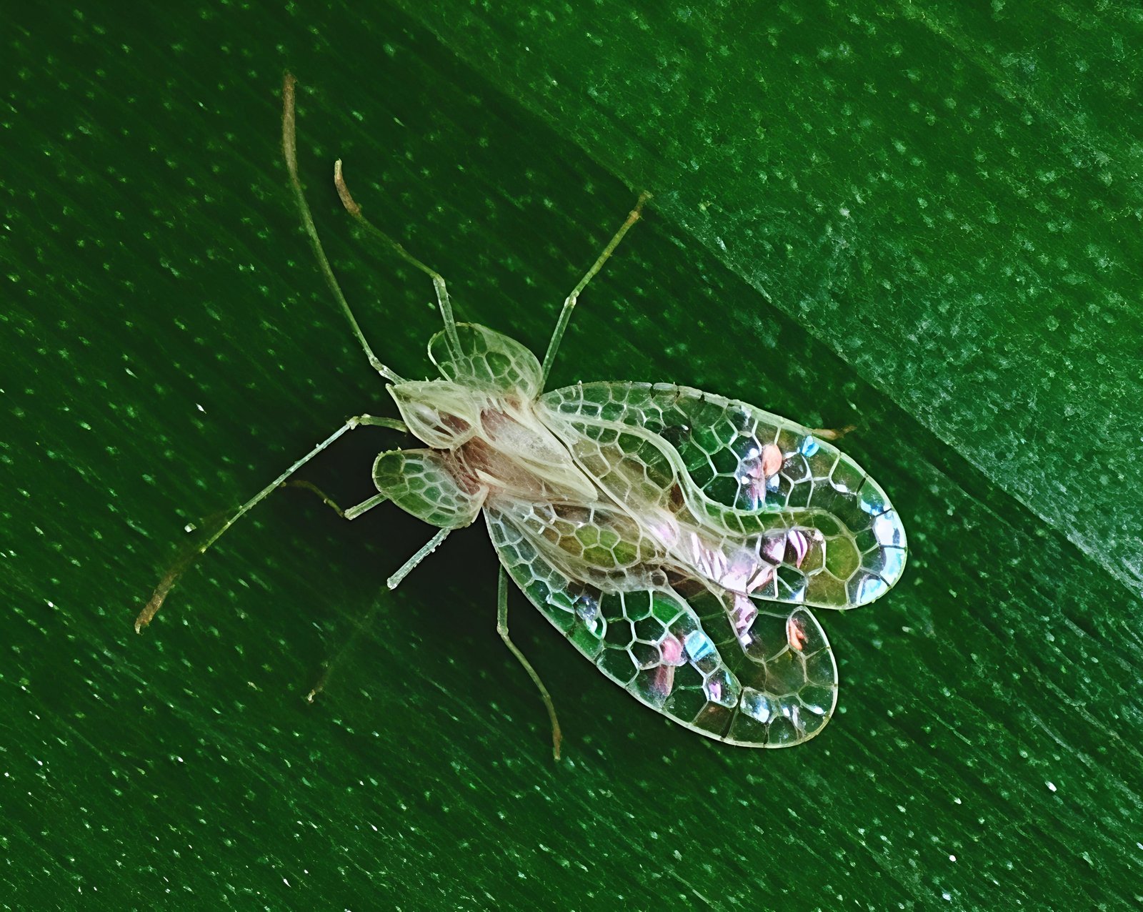 A lace wing bug (Stephanitis typicus )